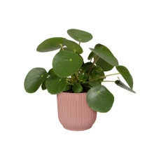Саксия Elho, мoдел Vibes Fold Round, розова, 14 cm