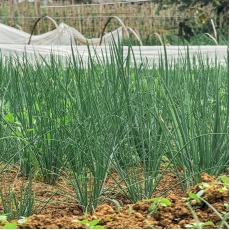 Семена City Garden за Див лук