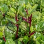 Семена City Garden за Спанак