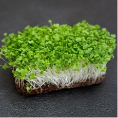 Семена Micro Snack за Броколи
