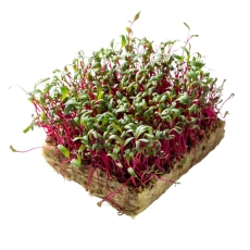 Семена Micro Snack за Манголд