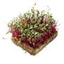 Семена Micro Snack за Манголд