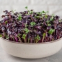 Семена Micro Snack за Репички