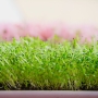 Семена Micro Snack за Спанак