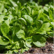 Салата Grow City за Валериана БИО