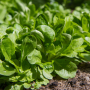 Салата Grow City за Валериана БИО