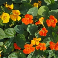 Семена Vilmorin за Латинка, пълзяща, смес