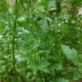 Семена Garden chef за Кориандър