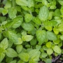 Семена Garden chef за Риган, гръцки