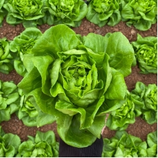 Семена Garden chef за Маруля, May King