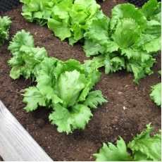 Семена Garden chef за Айсберг